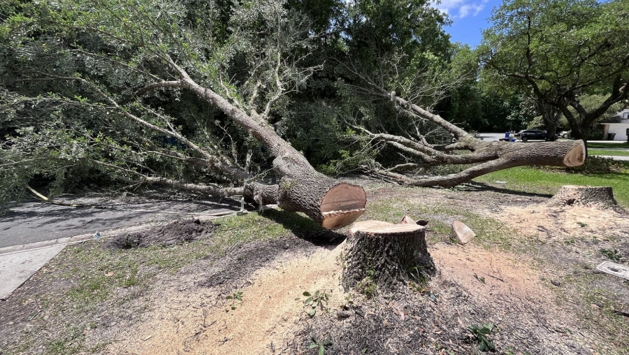 Tree Removal Fleming Island, FL Tree Removal Fleming Island, FL